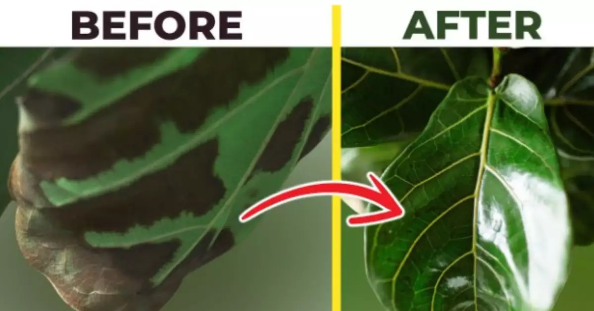 5 Reasons For Black Spots On Fiddle Leaf Figs-Solutions