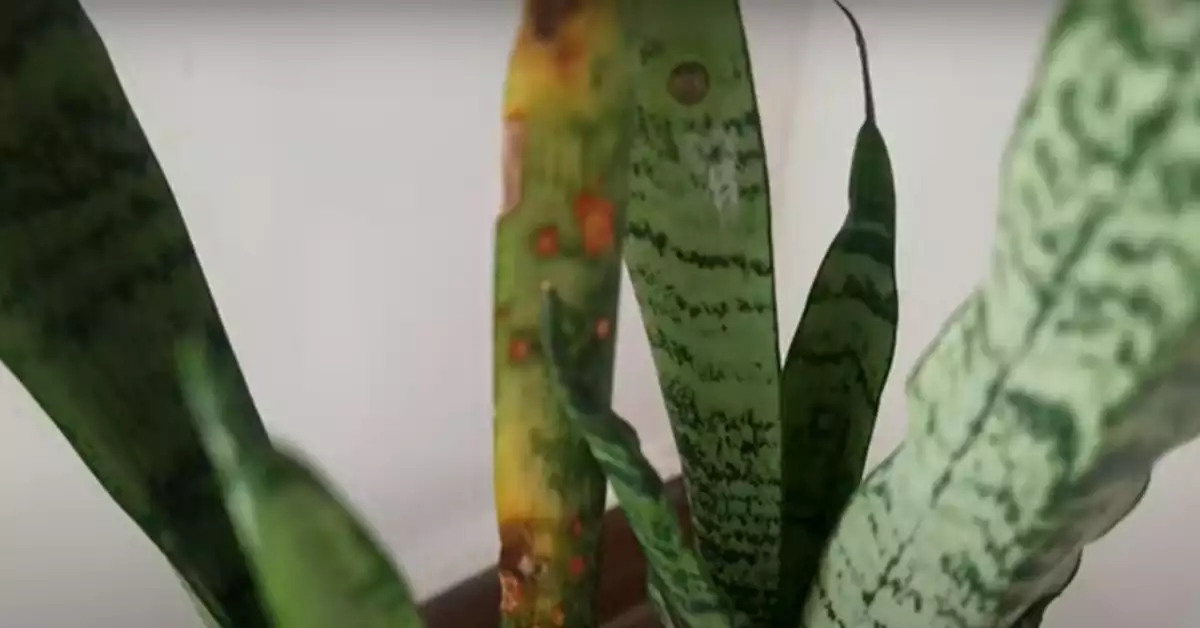 Brown Spots on Rattlesnake Plant: Causes and Solutions