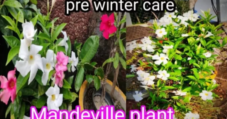 Caring for Mandevilla Plants in Winter Tips and Guidelines