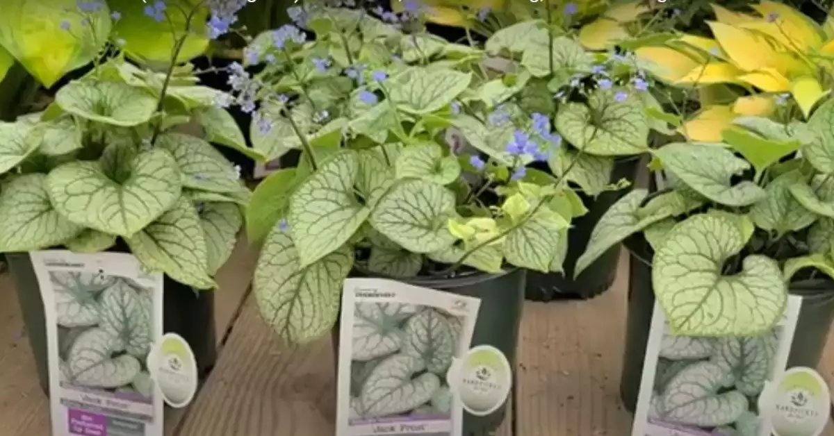 Common Problems of Brunnera Jack Frost and Solutions