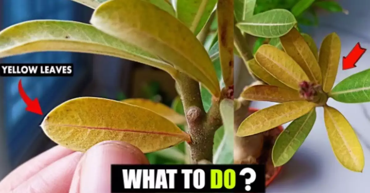 Desert Rose Leaves Turning Brown – 5 Reasons with 360Â° Solution