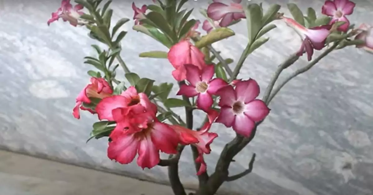 Desert Rose Not Blooming: Troubleshooting Tips and Solutions