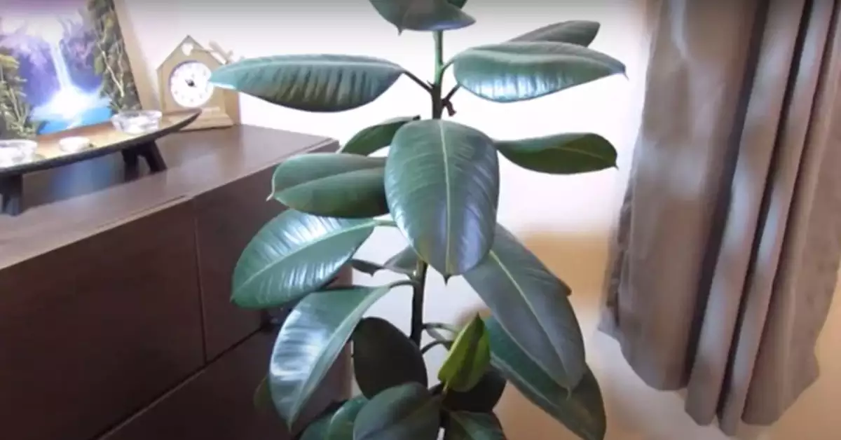 How to Clean Rubber Plant Leaves A Comprehensive Guide