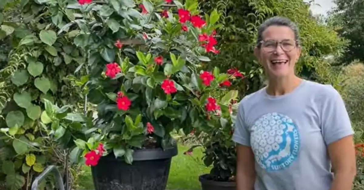 How to Cut Back Mandevilla for Winter