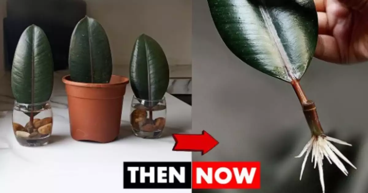 How to Propagate A Rubber Plant in Water-Effortless Ways