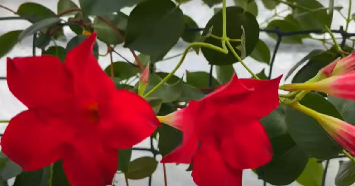 How to Propagate Mandevilla A Step-by-Step Guide