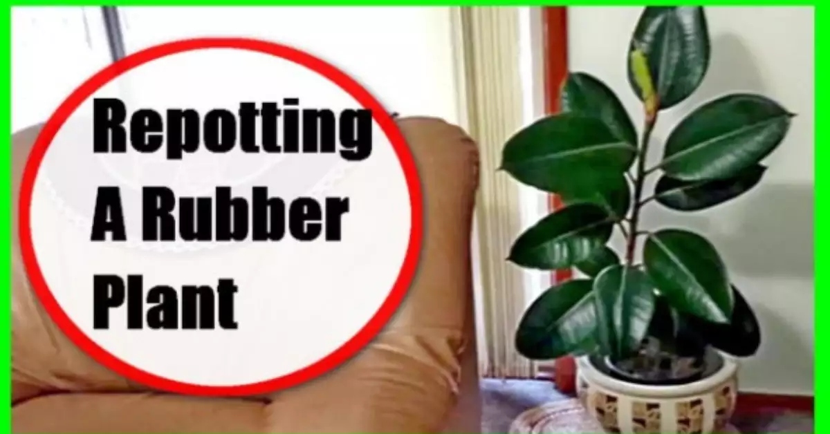 How to Repot a Rubber Plant A Comprehensive Guide