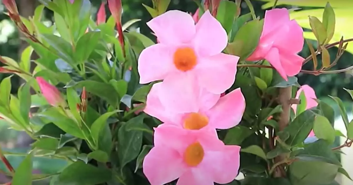 Mandevilla vs. Hibiscus: Which is Right for Your Garden?