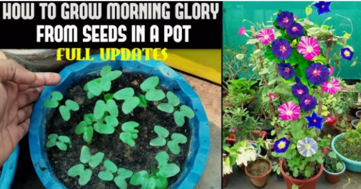 Morning Glory Leaves Drooping Causes, Treatment, and Prevention