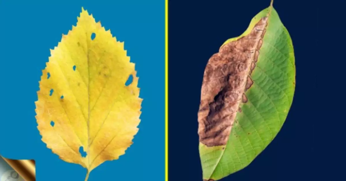 Photinia Leaves Turning Yellow: Causes and Remedies