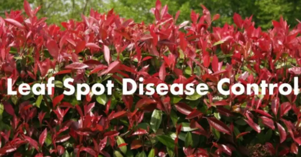 Photinia Losing Leaves (Reasons + Control Measure)Â