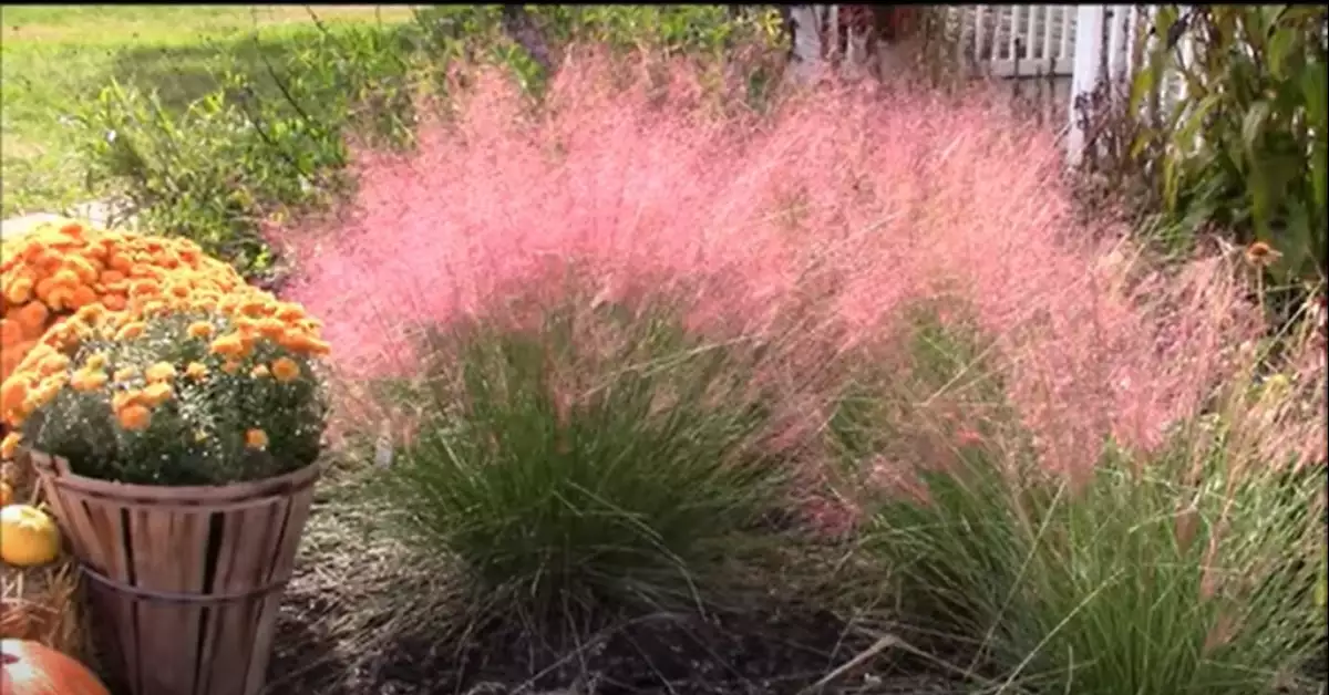 Pink Muhly Grass Turning Brown: Causes and Solutions