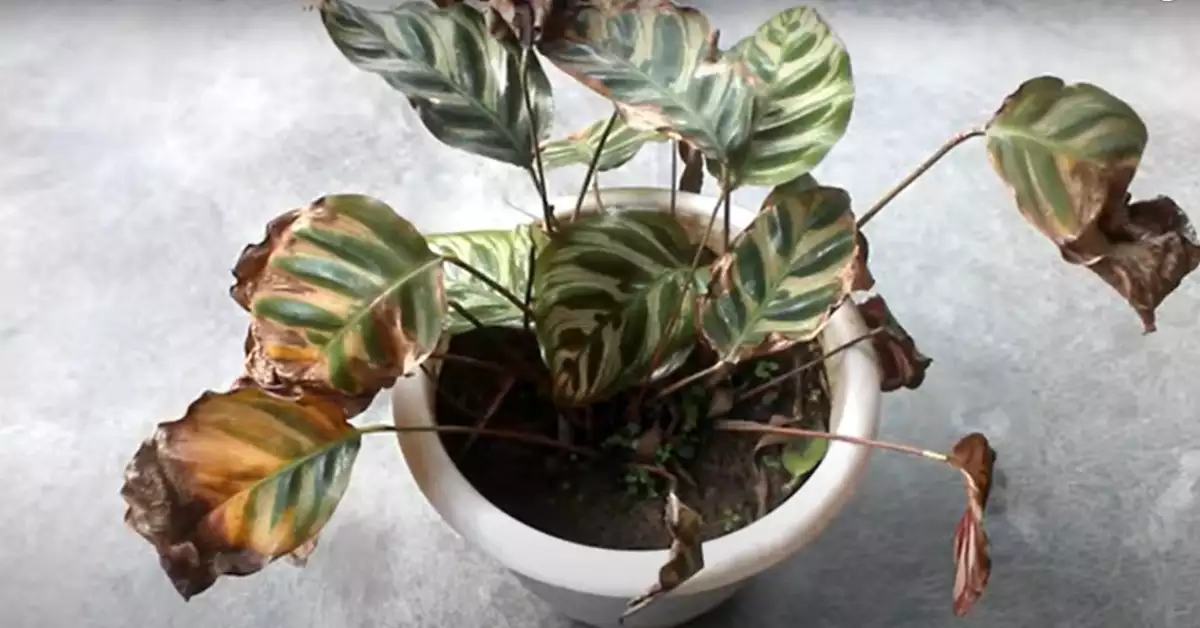 Reviving Your Drooping Rattlesnake Plant How to Take Care