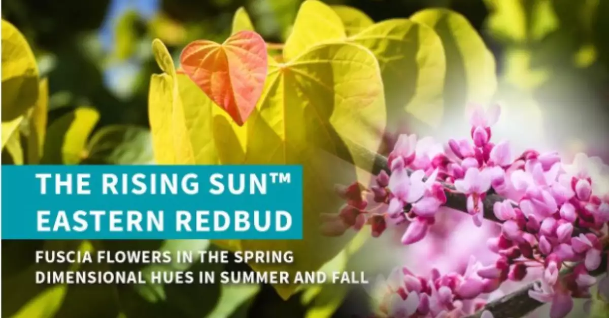 Rising Sun Redbud Tree Problems- A Comprehensive GuideÂ