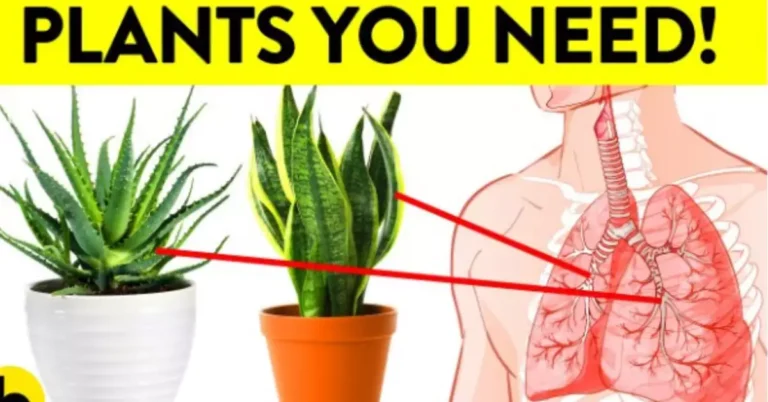 Rubber Plant Indoor Benefits Greenery and Health in Your Home