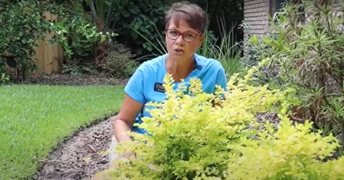 Sunshine Ligustrum Thinning: Reasons and Control Measures