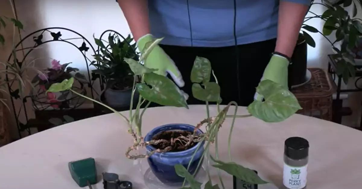 Syngonium Leaves Not Unfurling Troubleshooting and Care Tips