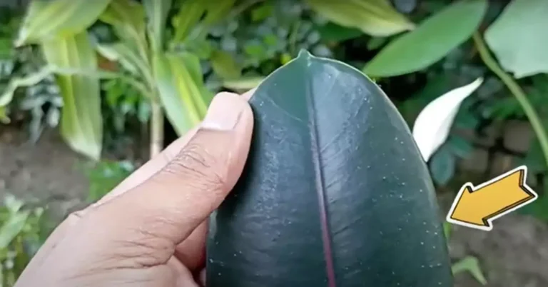 White Spots on Rubber Plant Causes, Treatment, and Prevention
