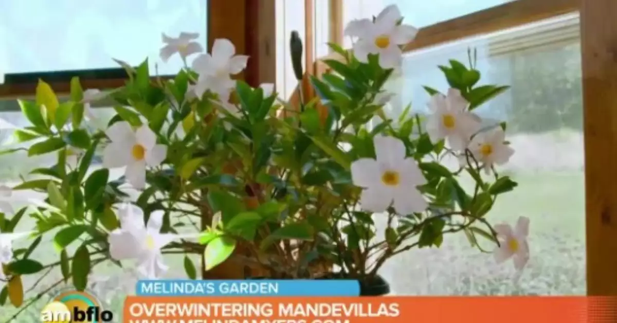 Winterizing Mandevilla: Tips for Keeping Plants Healthy