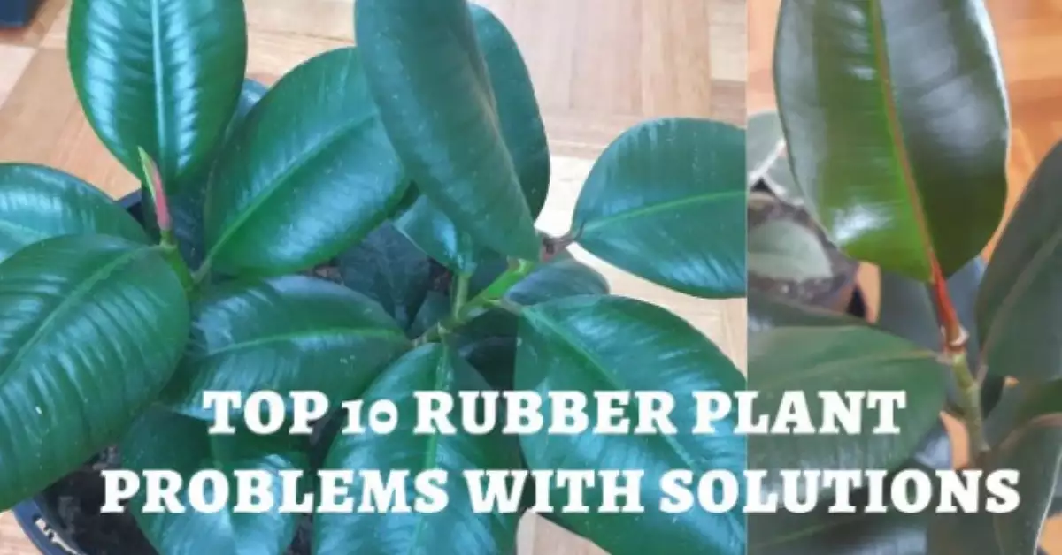 Yellow Dots on Rubber Plants: Causes and Solutions